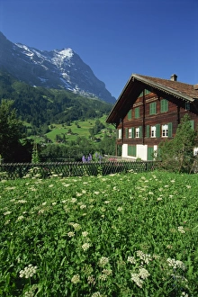 Eiger Mountain View Stampe: Fields and chalets at Grindelwald with the Eiger at 13026ft beyond