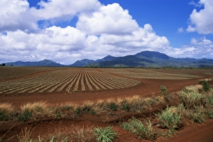 Oahu Landscape Photography Stampe: Fields of pineapples owned by Delmonte