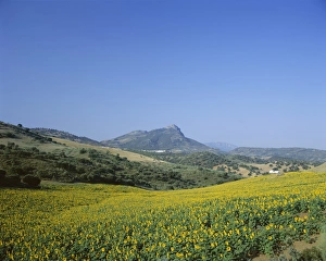 Rural Spain Scenery Stampe: Fields of sunflowers