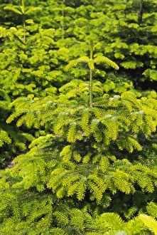 Outdoor Nature Photography Stampe: Fir trees