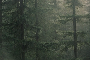 West Coast Travel Destinations Stampe: Fir trees in rain