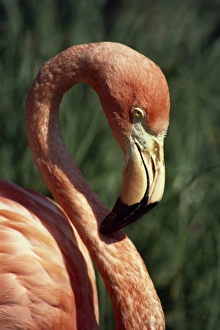 Flamingo Head Shot Stampe: Flamingo