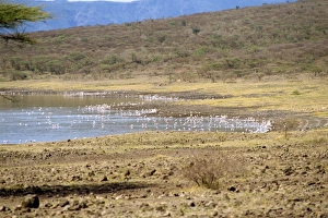 Flamingos In Africa Stampe: Flamingoes