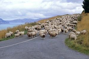 South Island Nature Walks Stampe: Flock of sheep