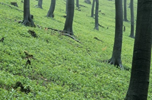 Spring Forest Germany Stampe: Forest in spring time