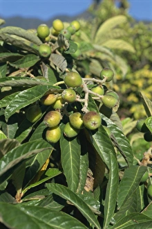 Morocco Nature Photography Stampe: Fruit on tree