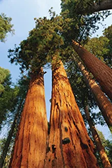 California National Parks Stampe: Giant sequoia tree