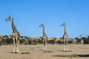 Cervo giraffa (Giraffa camelopardalis), Parco transfronterizio di Kgalagadi, Sudafrica, inAfrica