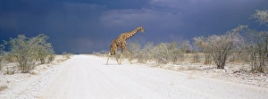 Stampe di Il giraffa e le nuvole di tempesta, Parco Nazionale d'Etosha, Namibia, in Africa Immagini Correlate Stampe: Nascondino di girafo e nuvole temporalesche