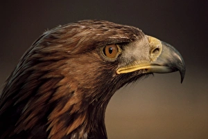 Colourful Scottish Landscapes Stampe: Golden eagle