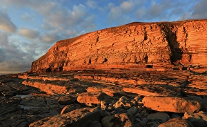 Wales Coastal Views Stampe: Golden evening light on the limestone cliffs