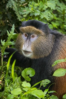 Virunga National Park Wildlife Stampe: Golden monkey (Cercopithecus kandti), Virunga National Park, Rwanda, Africa