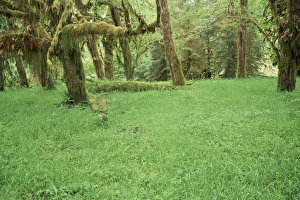 Temperate Rainforest Stampe: Grass and maple trees in temperate rain forest