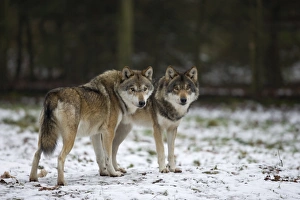European Wolves Stampe: Gray wolf (grey wolf)