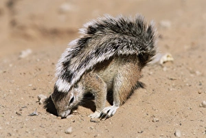 Ground Squirrel Stampe: Ground squirrel