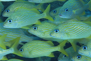 Caribbean Nature Photography Stampe: Grunts often school in groups under ledges