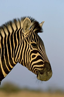 Nature Portraits Stampe: Head of a zebra