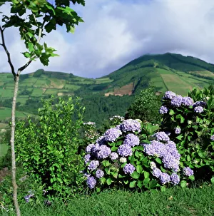 European Hydrangeas Stampe: Hydrangeas in bloom