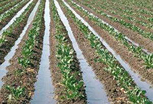 Immagini del 28 agosto 2008: Irrigation