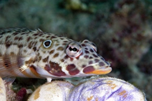 Sulawesi Wildlife Stampe: Java sandperch (Parapercis xanthozona)