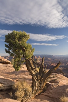 Dead Horse Point State Park Stampe: Juniper tree (Juniperus Osteosperma), Dead Horse Point State Park, near Moab