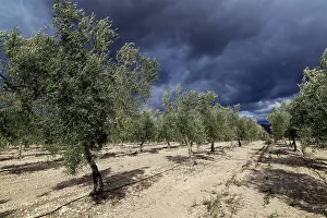 Spanish Countryside Views Stampe: Landscape of dramatic storm clouds over olive trees