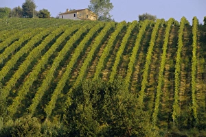 Italian Hilltop Villages Stampe: Landscape, St
