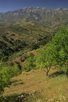 Spain Travel Destination Stampe: Landscape of trees