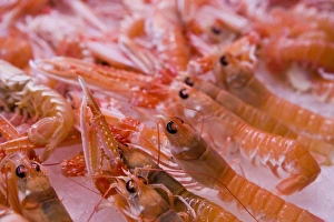 Food Photography Spain Stampe: Langustines