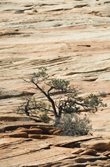 Arid Desert Environment Stampe: _LEF4869