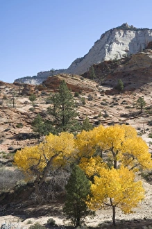 Zion National Park Photography Stampe: _LEF4872