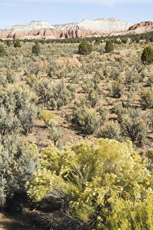 Desert Nature Photography Stampe: _LEF5179