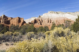 North America Wilderness Scenes Stampe: _LEF5212