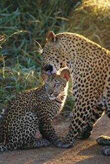 Immagini del 9 agosto 2008: Il leopardo e il cucciolo