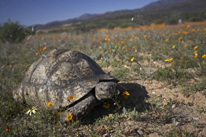 African Reptile Photography Stampe: Leopard (mountain) tortoise