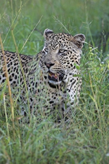 Immagini del 9 agosto 2008: Gattoardito (Pantera pardus)