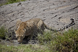 African Leopard Images Stampe: Leopard (Panthera pardus) drinking, Serengeti National Park, Tanzania, East Africa