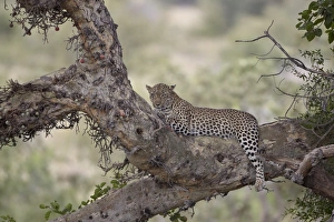 Immagini datate 2013 marzo: Il leopardo (Panthera pardus) nel cesto di un albero di fico