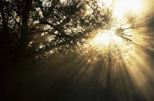 Europe Outdoor Landscapes Stampe: Light rays through trees