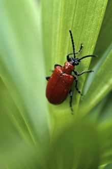 Immagini datate 8 gennaio 2000: Coccidifero di foglia di lillà