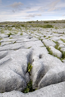 Irish Rock Formations Stampe: Limestone pavement
