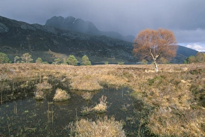 Loch Maree Scotland Stampe: Loch Maree