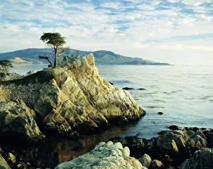 California Stampe: L'Albero di Cipresso Solitario sulla costa