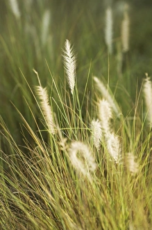 Summer Atmosphere Stampe: Long grass