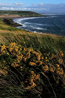 Devon Stampe: Guardando verso la baia di Croyde dalla punta Baggy in North Devon nel Regno Unito dell'Inghilterra Europa