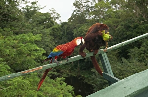 Brazil Travel Photography Stampe: Macaw and monkey compete for fruit, Amazon area, Brazil, South America