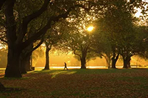 Immagini datate 2008 marzo: Uomo che cammina sotto gli alberi