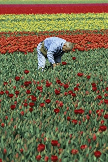 Tulip Fields Holland Stampe: Man working in tulip fields