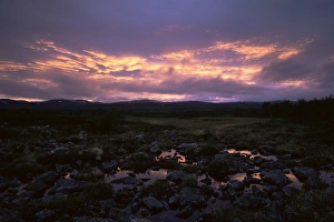 Sunset In Norway Stampe: Marsh at sunset