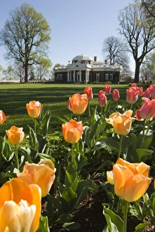 Thomas Jefferson House Stampe: mcs0131